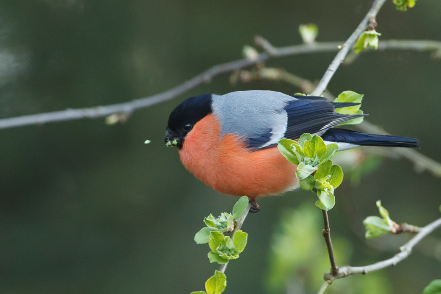 Pyrrhula pyrrhula Goudvink Bullfinch